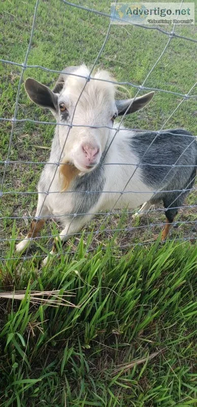 Male Nigerian dwarf goat