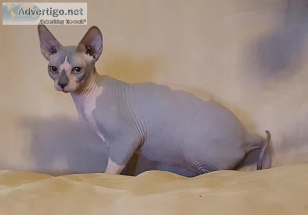 Playful Blue and White Sphynx Brothers