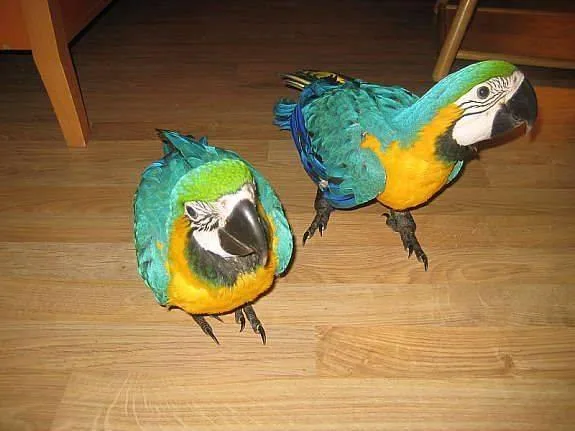 Look at this Double Blue and Gold Macaw Parrots