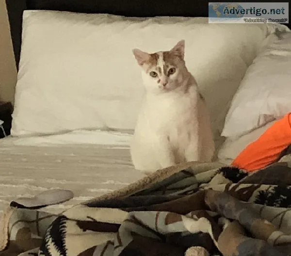 Adult white male cat for sale