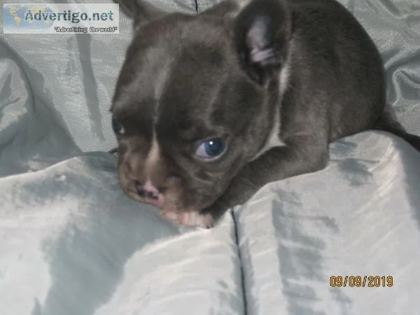 French Bulldog