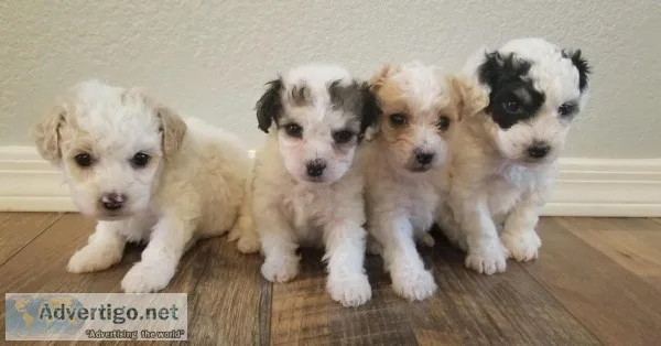 Yorkipoo and Cavapoo mix