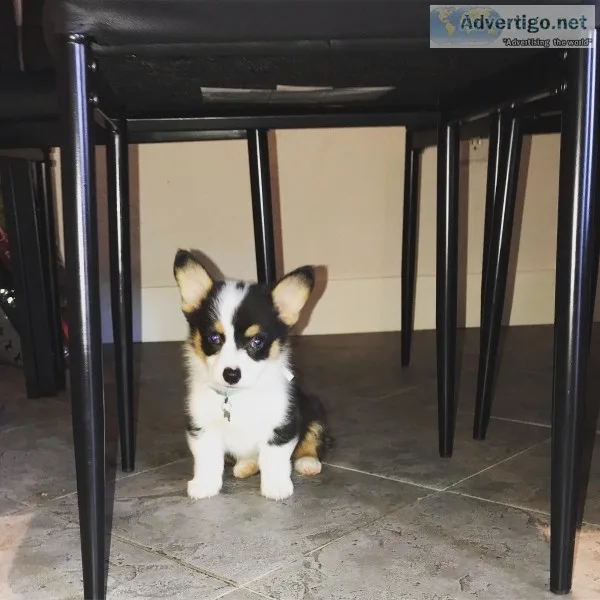 Black Tri Corgi puppy