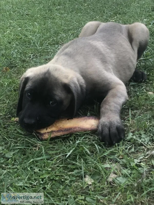 English Mastiff Puppies