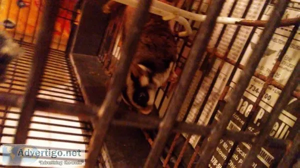 Male sugar glider(fixed)