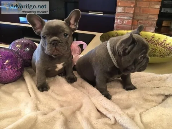 2 Adorable french bulldog puppies now ready
