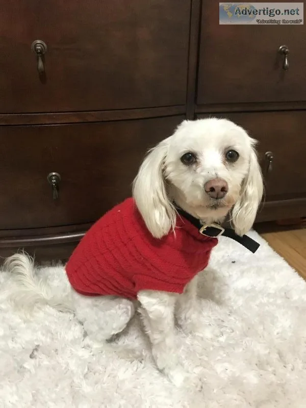 Maltesepoodle