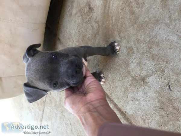 Pitbull puppy boy blue eyes bluenose