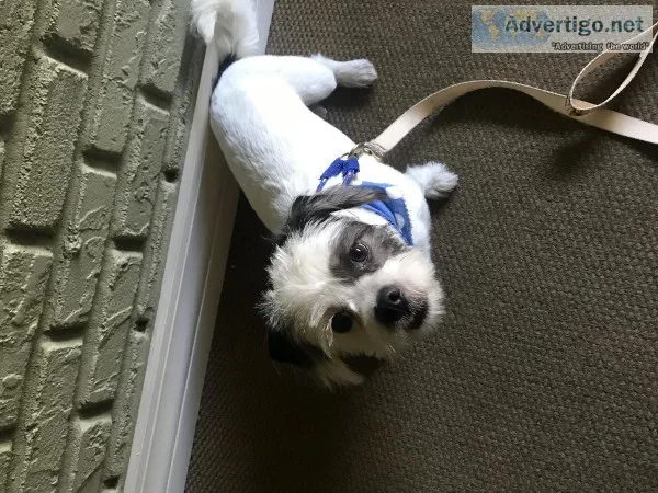 Free Jack RusselMaltese Puppy to GOOD HOME