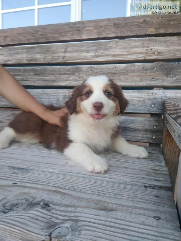 Australian shepherd