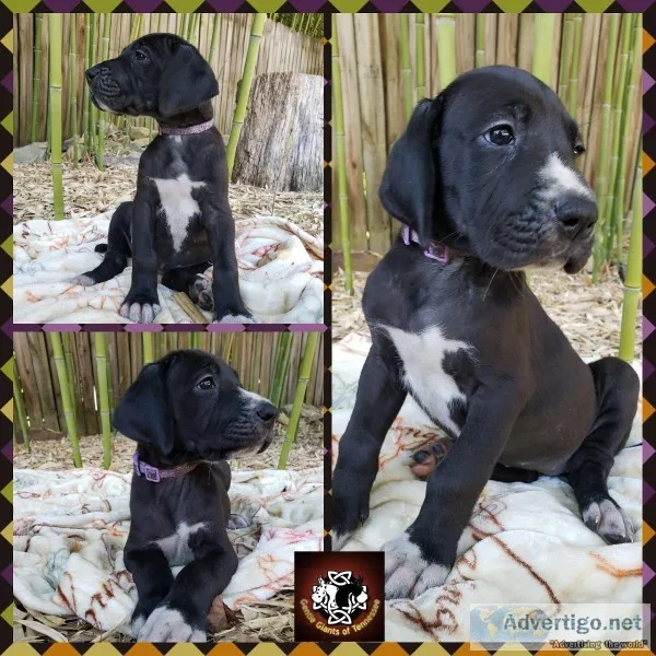 Great Dane puppies Ready to go