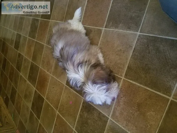 Morkie puppy