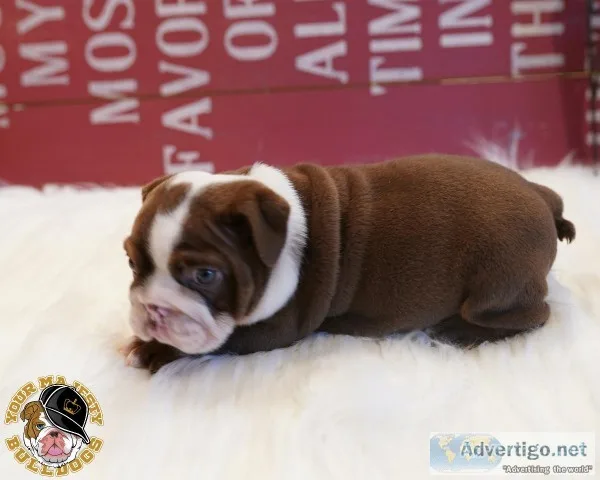 English Bulldog Puppy Chocolate Tri Female