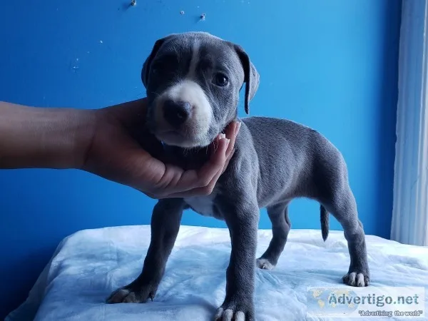Pitbull Blue Nose