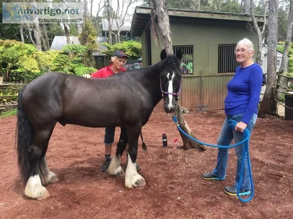 Holistic Horseworks LLC