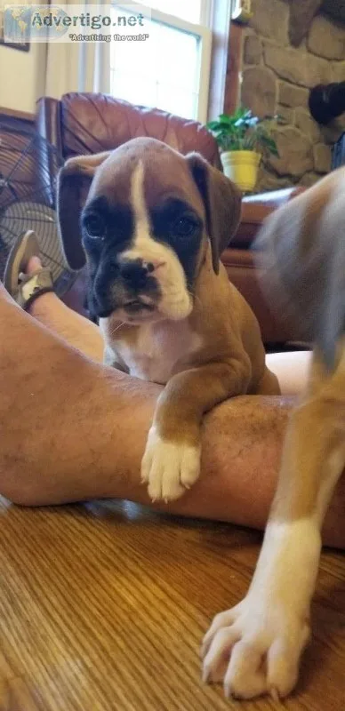 Fawn Boxer puppies