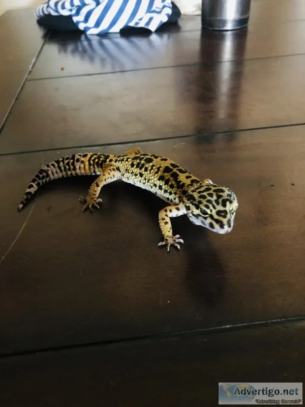 Leopard gecko and cage with Accessories