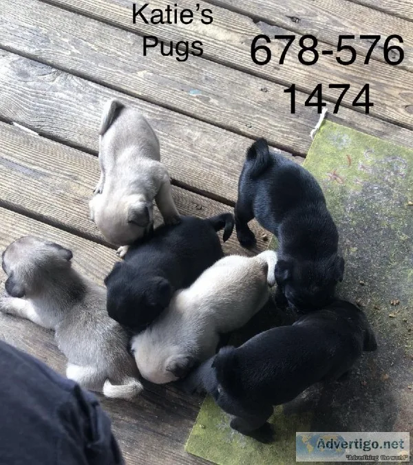 Fur babies