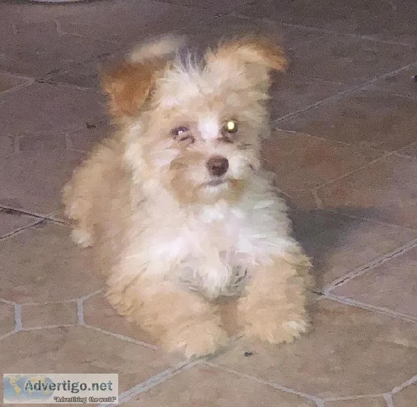 Maltese poodle mix