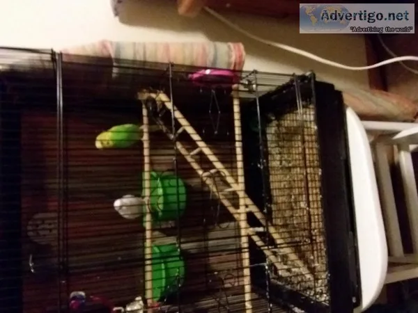 2 cute parakeet one is yellow and other is white includes cage