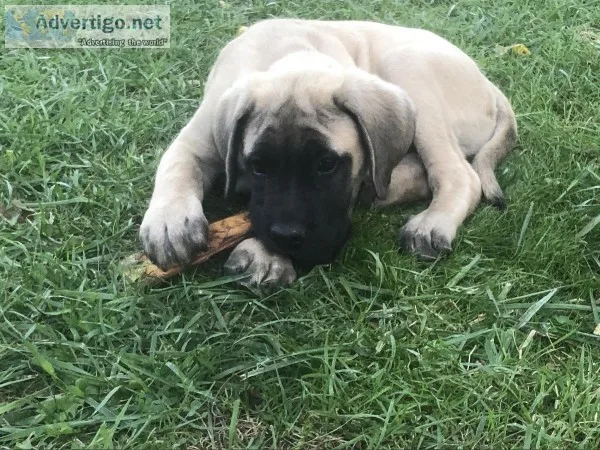 English Mastiff Puppies