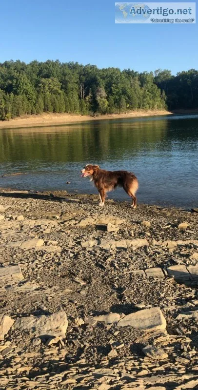 MiniToy Australian Shepherd Expected Liter