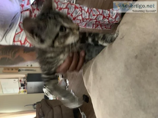 Kitten