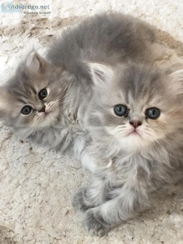 Gorgeous male Persian kitten