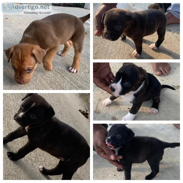 Rott and pitt mix