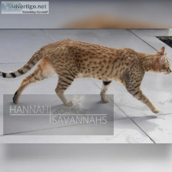 F5 Savannah