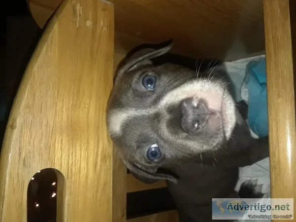 Puppy for sale