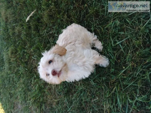 Yorkie Poo Puppy