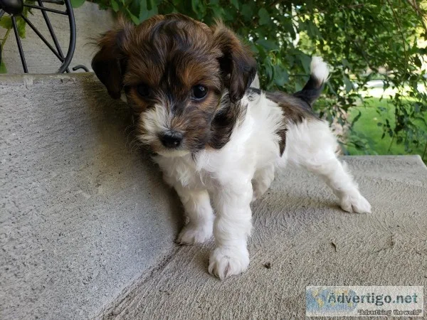 Poochie-Yorkie puppies