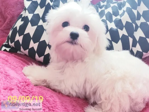 Beautiful maltese puppy purebred