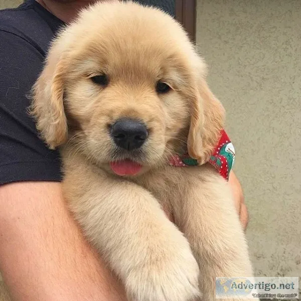 Golden retriever puppies for sale