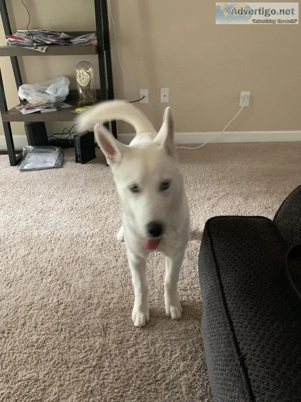 Husky male