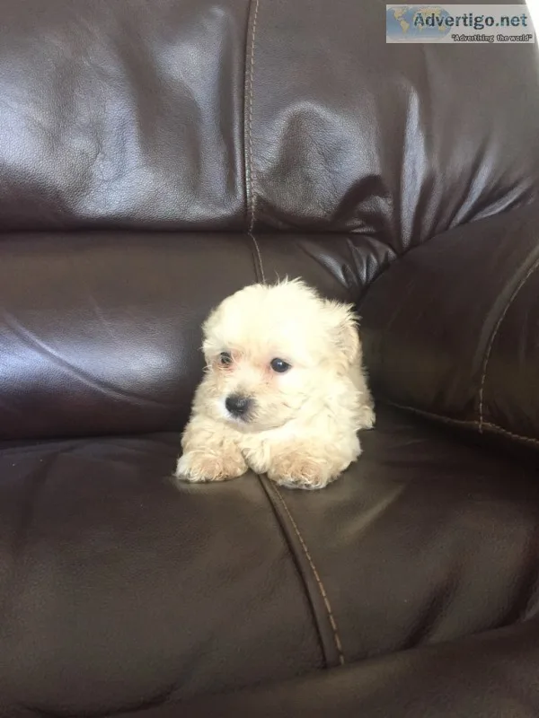 White Morkie puppy