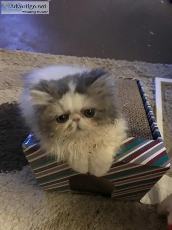 Persian kittens for sale