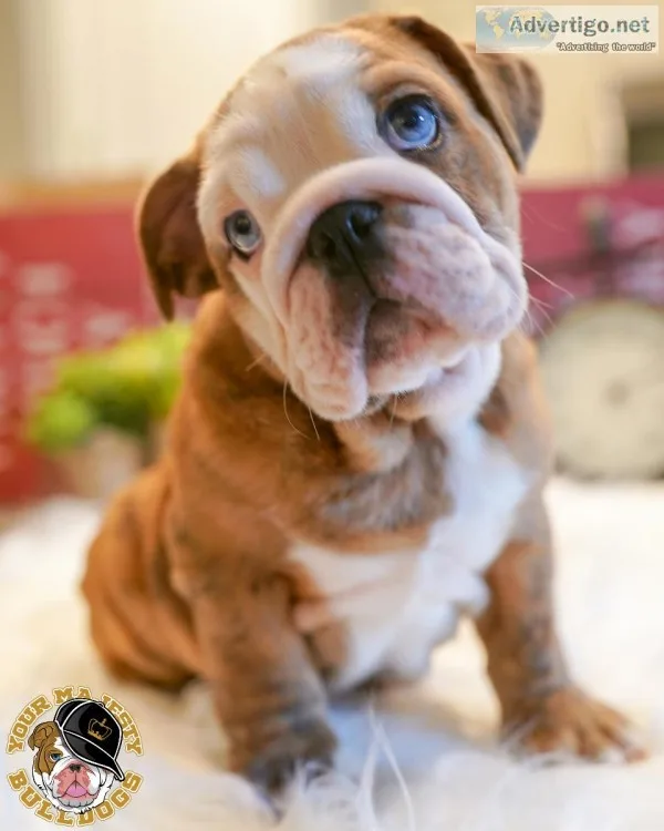 English Bulldog Puppy Fawn Merle Male