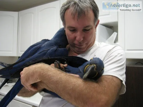 EXcellent Condition Hyacinth Macaw parrots