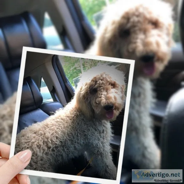 Labradoodles