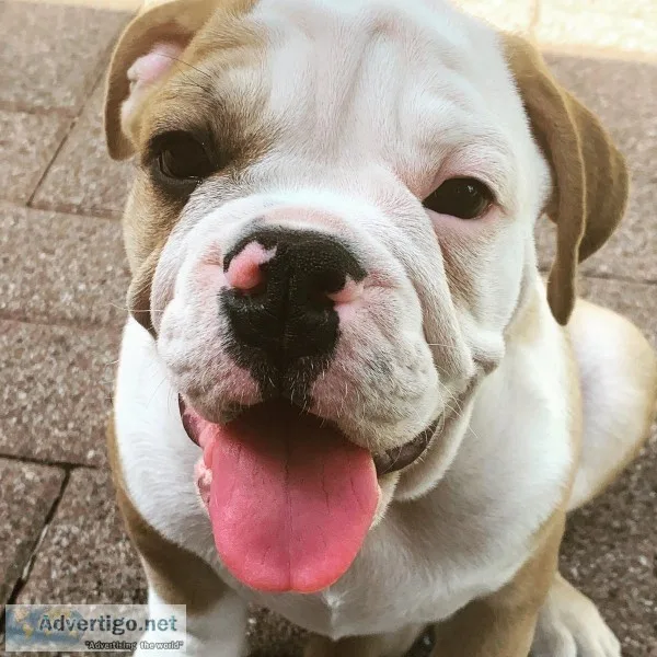 AKC Manfred English Bulldog - Purebred