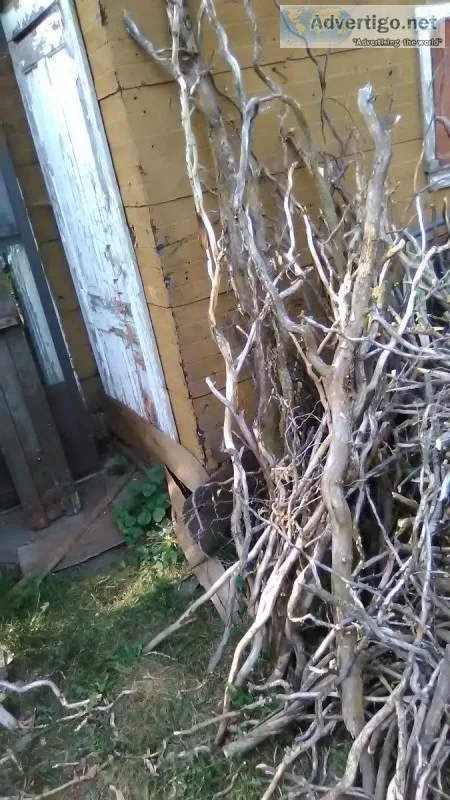 Corkscrew Willow braches