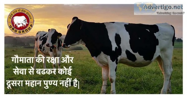 umeshraj go seva sanasthan