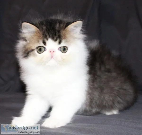 Persian kittens