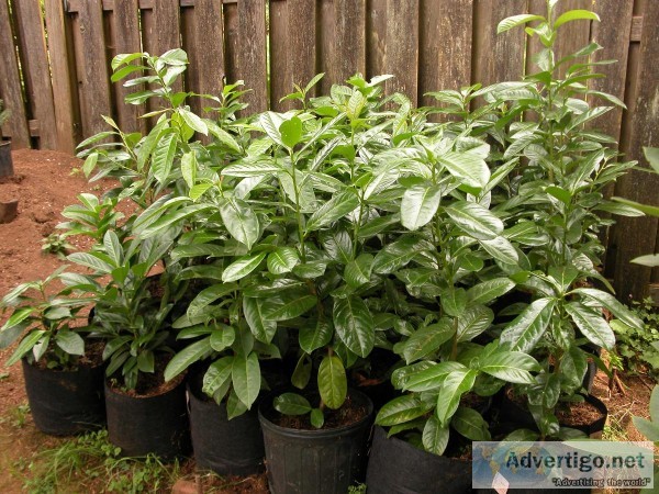 English Laurel 3gal pots 2-3ft