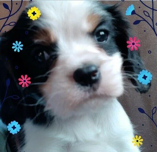 Cavalier King Charles Spaniel puppies