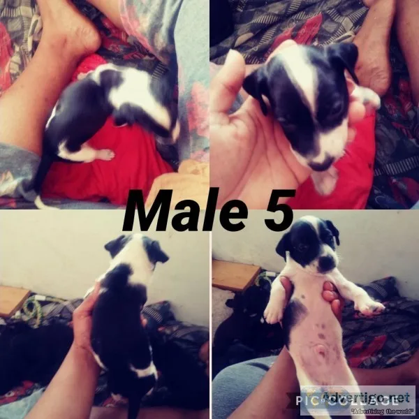 Pups