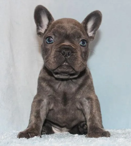 AKC BlueTri Carrier French Bulldog Puppy Girl (Pixy)
