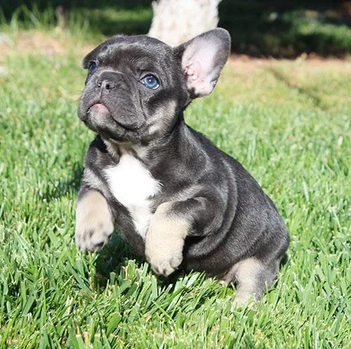 AKC BlueTan French Bulldog Puppy Girl (Oris)